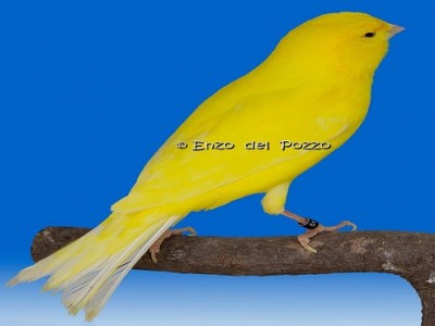 canarino-giallo-intenso.jpg