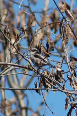 Aegithalos caudatus Codibugnolo 02.jpg